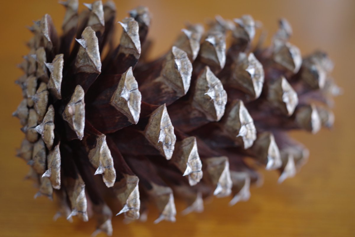 mochak1974's tweet image. 先日2nd BASEさんにお邪魔しました。
マクロに目がない自分は初めて目にしたレンズを買いました。
SMCペンタックスＭ　50mm F4 マクロ
PENTAX K-1markⅡで試写。
マニュアルでピント合わせが楽しいです。写りもなかなかでした。
CCDカメラも気になるしまたお邪魔します。

#2ndbase
#三宝カメラ