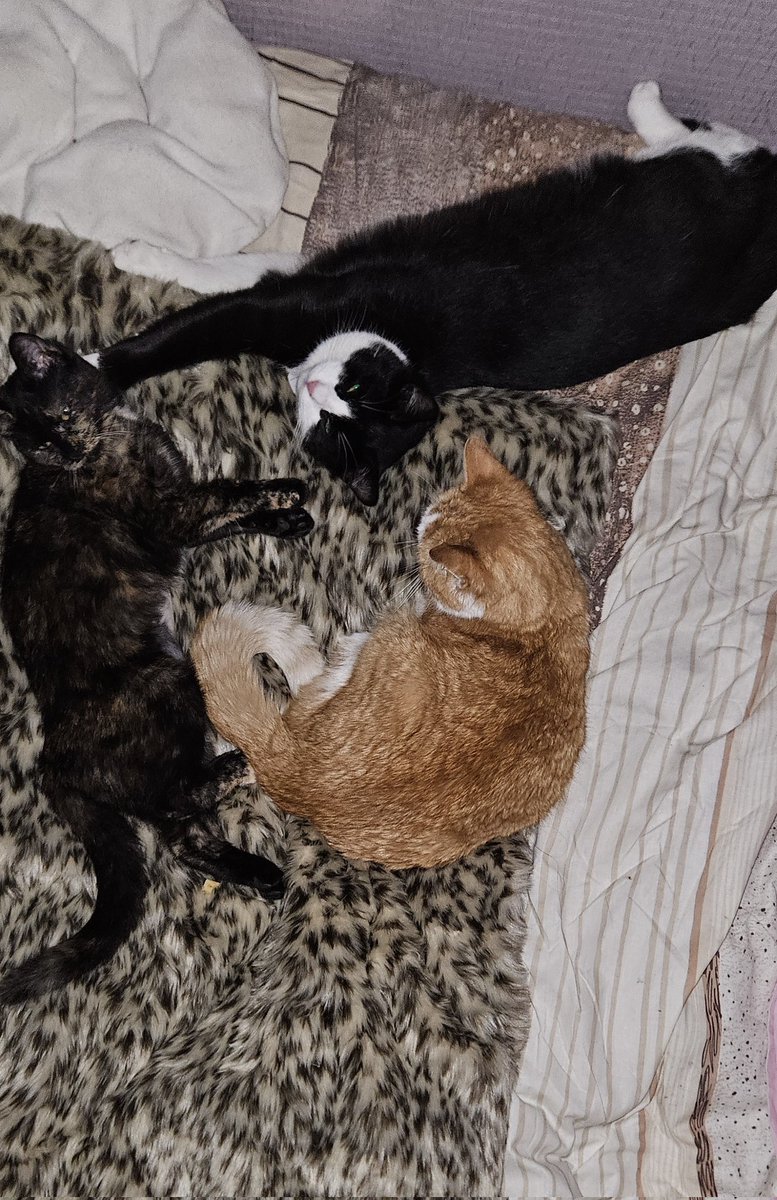 Les Pôtichats de MaMa 🐱🐾🐾💕 (𝓔𝓽 𝓶𝓮𝓼 💫) tweet media