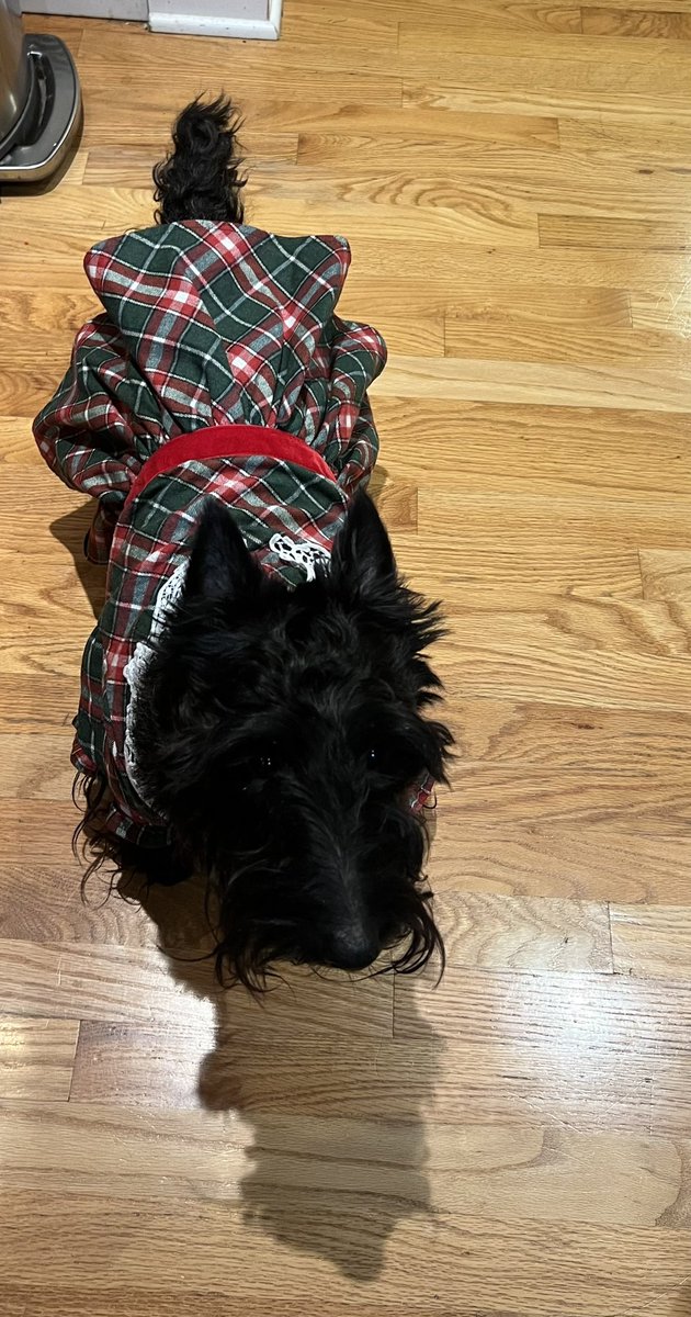 OliveAndEverton tweet media