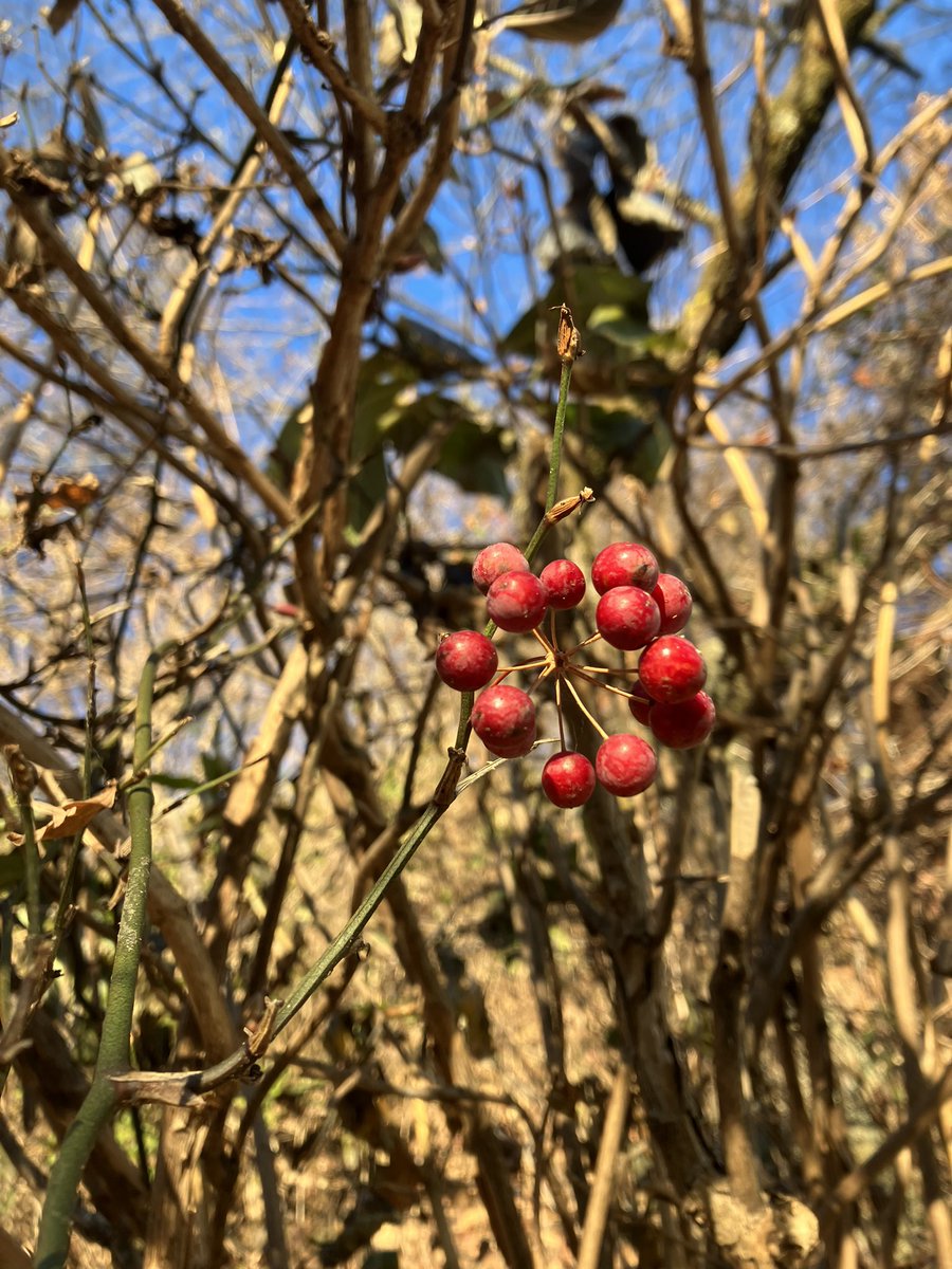 mitakevc's tweet photo. 御岳山内では艶やか赤い実のナンテン、飾りのような実のサルトリイバラ、ぱかっと開いた紫色の実が美しいノササゲなど、いろんな実が目立っています👀
気がつくとこの実たちは、日に日に数が少なくなっていきます。見てないうちに鳥たちが食べているのかな?🐦⬛
#御岳山
#冬
#mtmitake https://t.co/E4WClM5W4Y