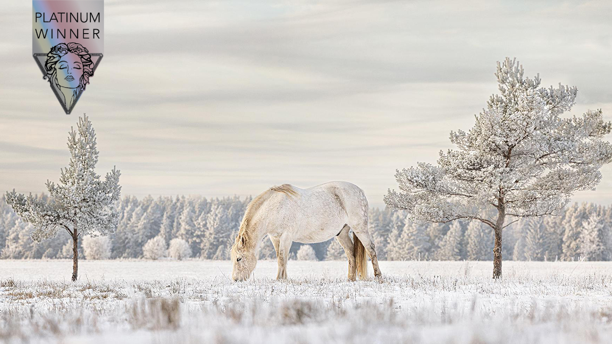 𝟐𝟎𝟐𝟑 𝐏𝐥𝐚𝐭𝐢𝐧𝐮𝐦 𝐖𝐢𝐧𝐧𝐞𝐫 📷

Estonian Native Horse Aragon by Merlin Viir

Winner's Page: tinyurl.com/2p9d3mbz
Visit us: musephotographyawards.com

#MUSEawards #MUSEPhotographyAwards #PhotographyAwards #fineartphotography #petsphotography