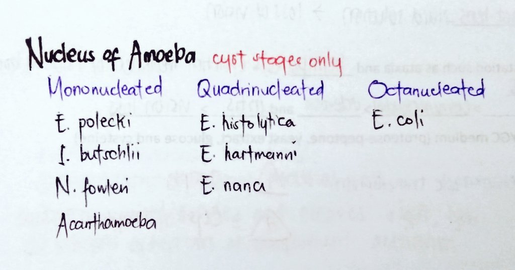 studyingsushi's tweet photo. Pamaskong handog ko po sa studytwt ♥️ 

Nucleus of Amoeba (cyst stages only) 🦠

Reference(s): Bailey's and Zeibig https://t.co/TZDsoM2Jjc
