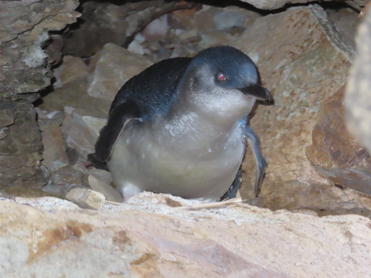 So lovely to see some little penguins in #Hobart ! 🐧 🎄 @rishpillai @sush_mukherji