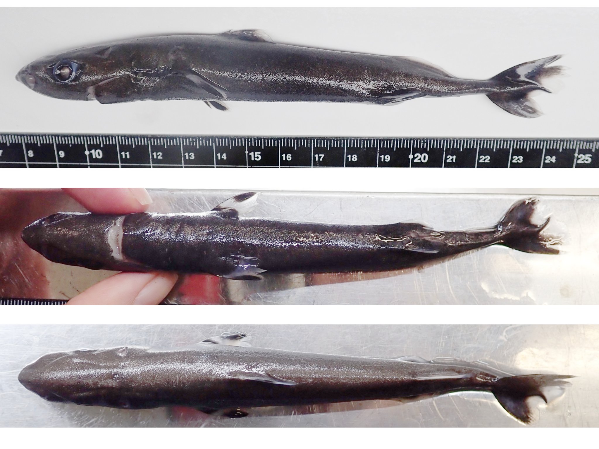 【超希少・深海標本】 世界最小のサメ　ツラナガコビトザメ液浸標本(2個体') 超希少・深海標本】 世界最小のサメ ツラナガコビトザメ液浸標本