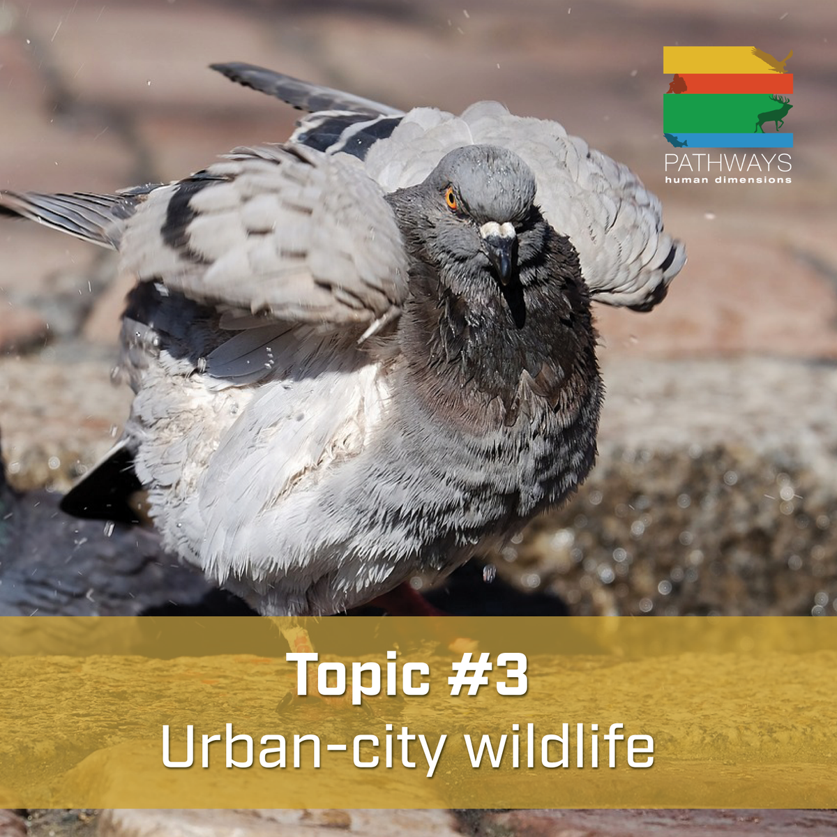 Alongside our theme, we have several topics of interest for Pathways Europe 2024. The third topic is urban-city wildlife. We look forward to your research on this topic and hope to see some new perspectives at the conference! - via #Whova Event Platform