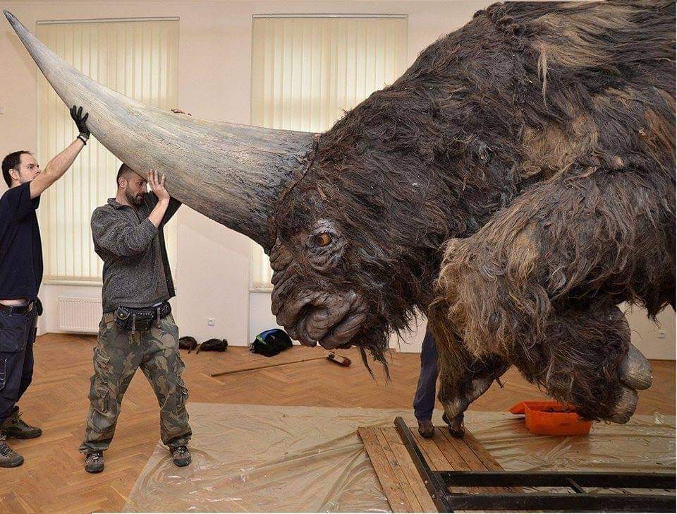The Siberian Unicorn :

Reconstruction of an Elasmotherium, an extinct species of rhino that lived in the Eurasian area in the Late Pliocene and Pleistocene eras (around 39000 years ago)

This animal could have been the basis for the unicorn myth that has persisted for thousands