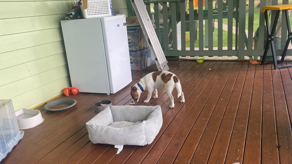 RandolfrDog's tweet photo. Daily jack. Interesting fact about #shitdog. Doesn’t return when called here,come,return etc. #shitdogs recall word is farrrkin… Chicken 🤣 https://t.co/hzxKzIZSii