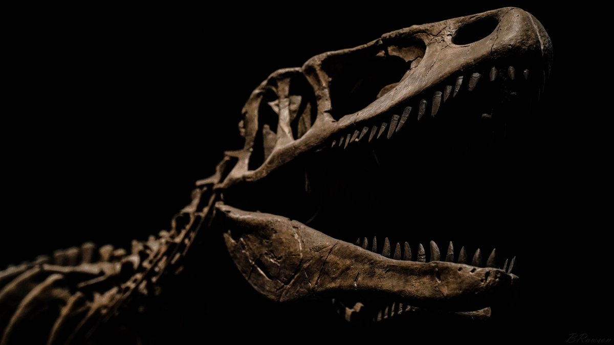 ComeWatchBen's tweet photo. My absolute love for dinosaurs has no limits. Expect to see numerous prints and statues of dinosaurs at our new house once it's complete!
#dinosaurs #statues #photography #bones https://t.co/geXRPlGiTP