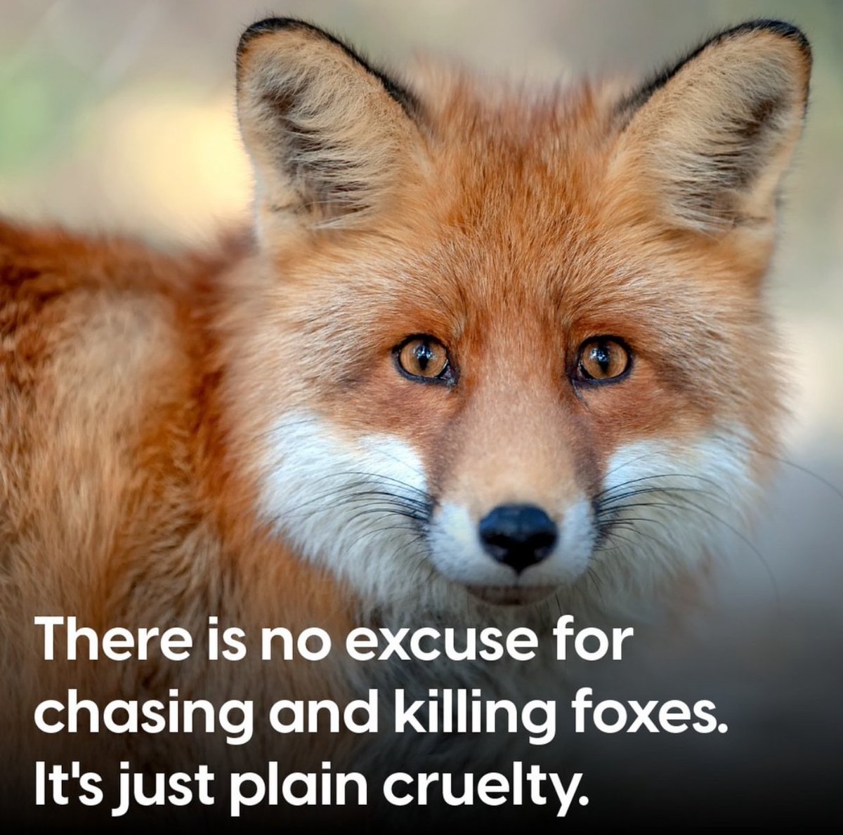 ProtectTheWild_'s tweet image. We’ve been trolled all week by the pro hunt community. Good, because it means we’re doing something right.

They probably can’t stand the fact over 3.5m people have seen our tweets in the last few days. 

We’re exposing hunting like never before and they hate us for it.