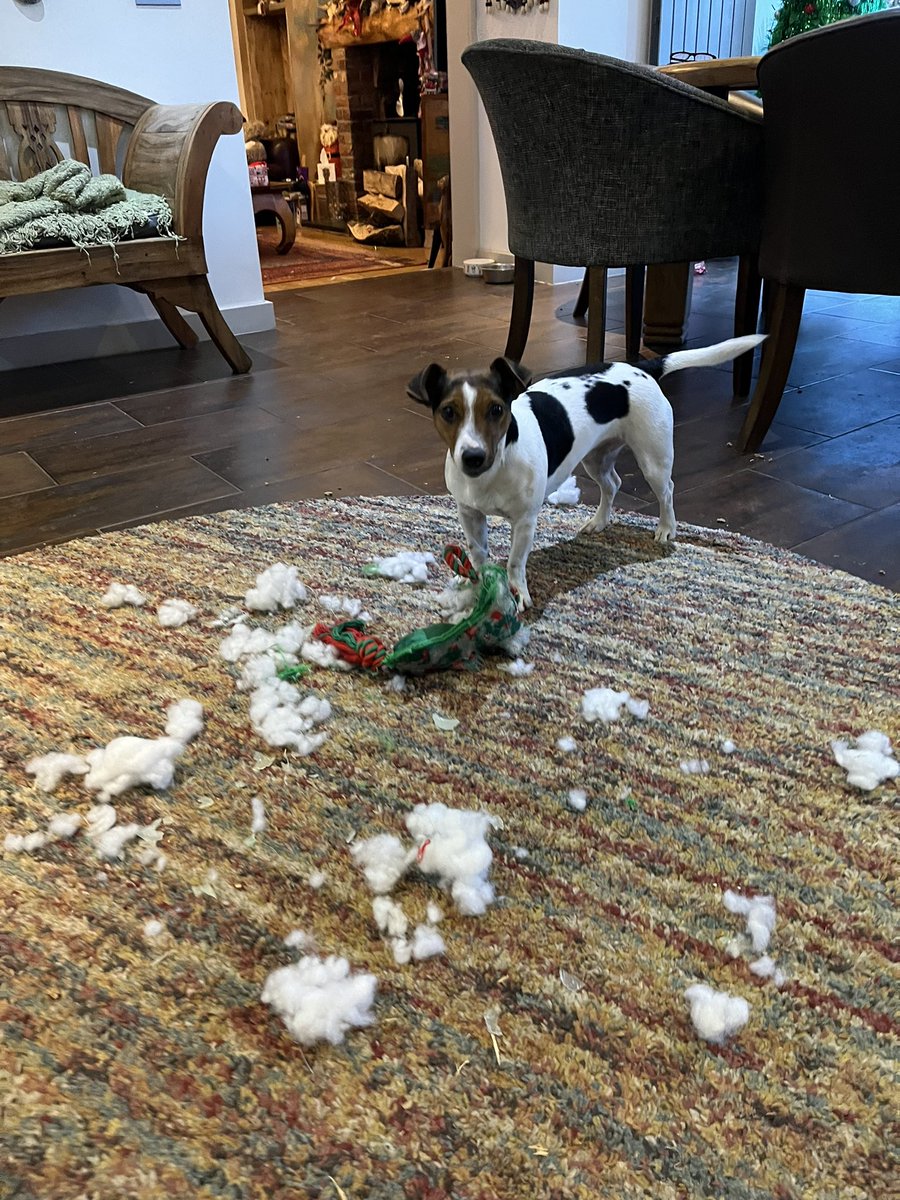 Broke her record for indestructible toys… 80 seconds 😂

#arnbegfarmstayscotland #jackrussell #jrt #ratterrier #jackrussellmoments #weedog #vera #dogsofinstagram #jackrussellterror