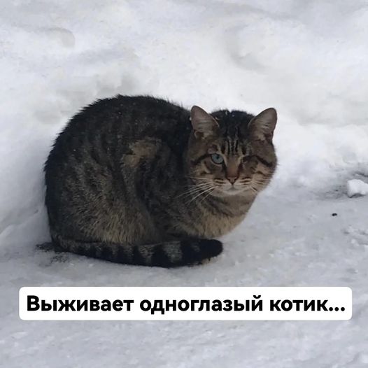 #Москва 🆘 На улице в Коптево выживает одноглазый котик. Ласковый. К людям тянется. Живёт в машинах. В подвал не пускают кошки. А так как нет одного глазика, то его сородичи обижают. ____________ Если хотите помочь этому коту, свяжитесь с автором: ☎ +7 916 690-37-09