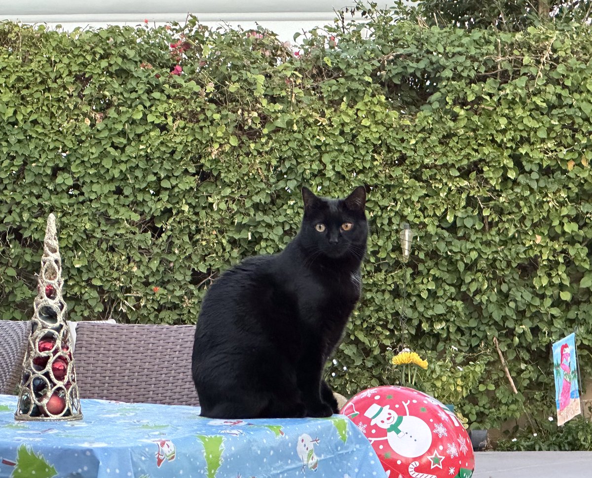 AngelaYH19's tweet photo. @Number10cat @PoliticalPics Jack is wishing everyone a Merry Christmas from Rancho Mirage, California. https://t.co/oJTgoOSEbj
