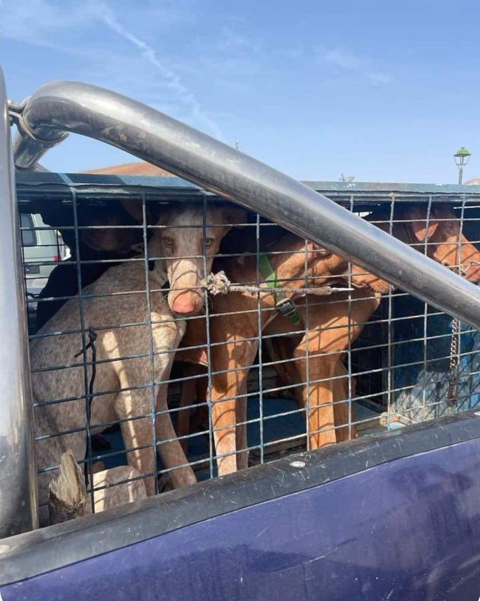plataforma_NAC's tweet photo. [LANZAROTE] 

Queridos cazadores 🤬
Si queréis, lo explicamos con plastilina. 

NO PODEIS DEJAR A LOS PERROS EN PLENO SOL Y VOSOTROS EN LA BARRA DEL TELECLUB DE MANCHABLANCA.

⤵️ https://t.co/BVCbUo5pPO
