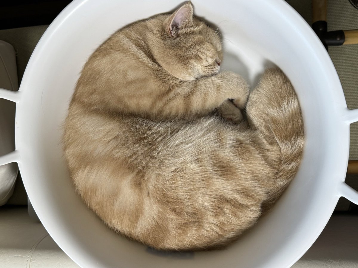 exotic_potechi's tweet photo. ニャンモナイト定期
タライのおかげで真ん丸になる
#cat
#catlife
#freddyleck
#washtab
#猫写真
#ニャンモナイト
#catshrimp
#猫のいる暮らし
#フレディレック
#ウォッシュタブ https://t.co/RXKHpefkHB
