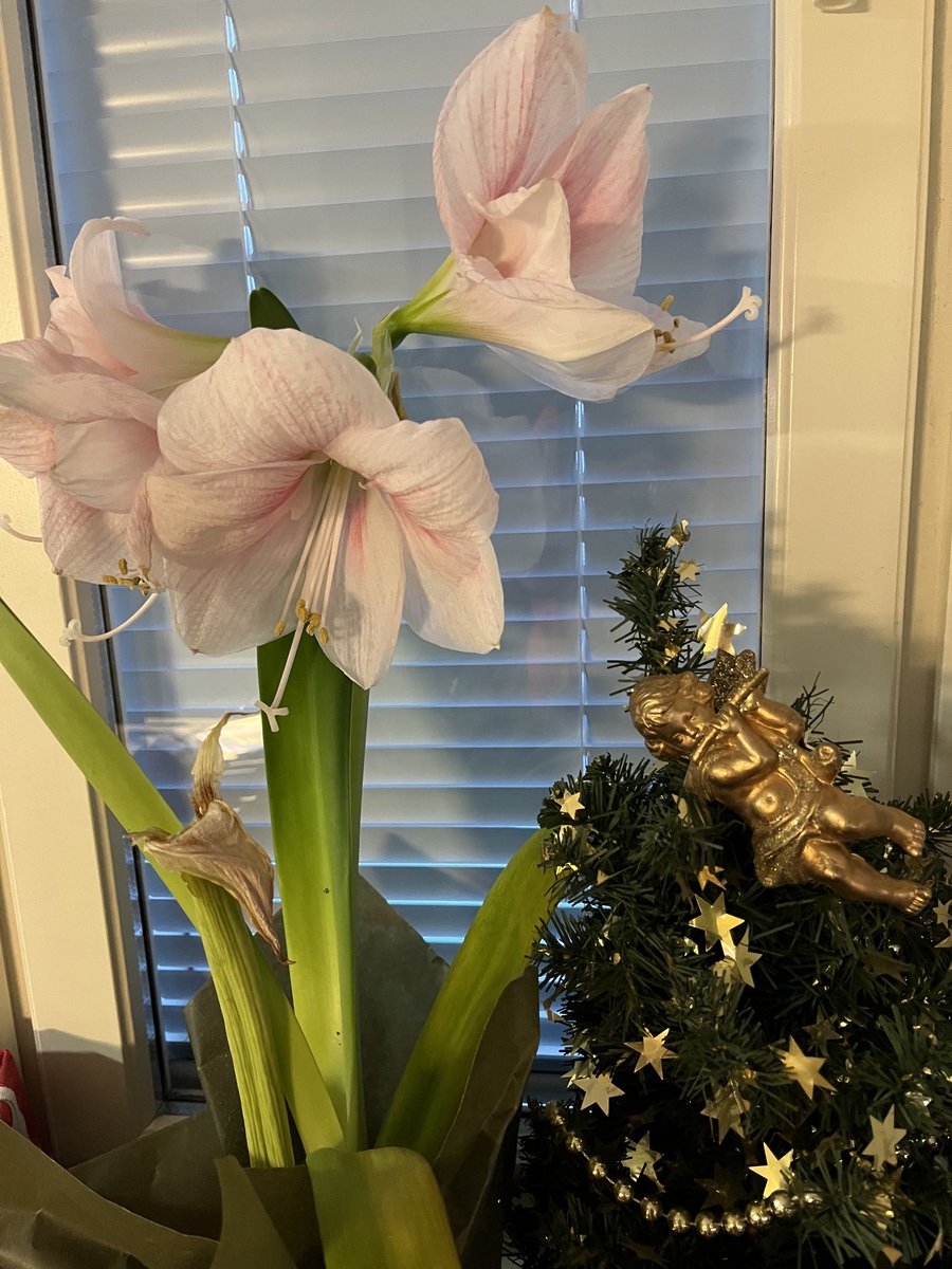 jniemi37's tweet image. Hyvää Tapaninpäivää,samalla kukka päivitys,hyasintit avautuvat 
#26Dec