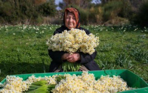 Karaburun’da nergis hasadı başladı.🌼