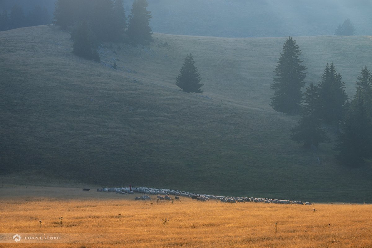 A day with shepherds at Planina Vlašić #Bosnia Story: youtu.be/Tm0Ehfk9Jm8