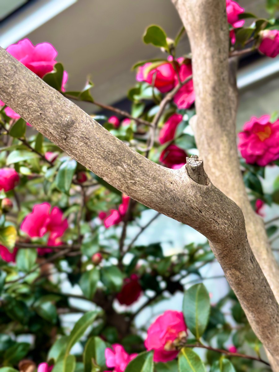 afro_02_dai's tweet photo. 椿。
#flower #花 #flowerbe #花壇 ❁¨̮ https://t.co/ShmcS9U7ge