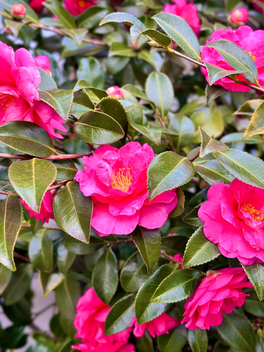 afro_02_dai's tweet photo. 椿。
#flower #花 #flowerbe #花壇 ❁¨̮ https://t.co/ShmcS9U7ge