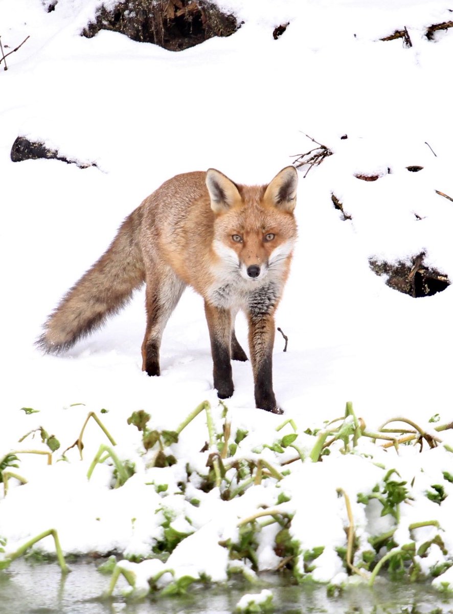 Day 2 of the #12DaysOfFoxmas - thank you to @hamishpirie1 for today's #FoxOfTheDay