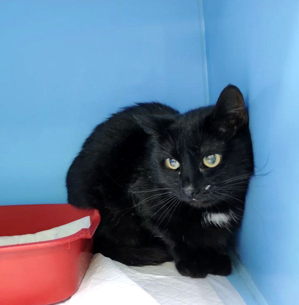 🆘 Москва и МО! Срочный поиск дома/передержки для 4 кошек‼️

Кошечки были отловлены по программе стелизация-выпуск и уже 31 декабря они вновь отправятся на мороз 😭

Все кошки привиты и стерильны. Помогите им стать домашними 🙏🏻

+79999680782 Алиса ⬇️