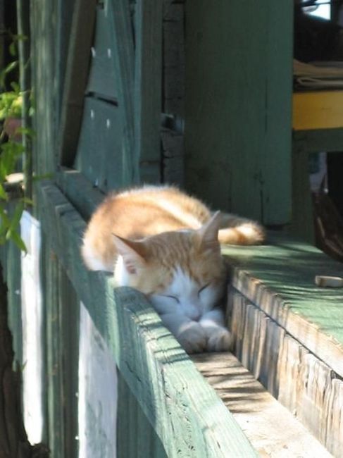 Jossssie9's tweet photo. So cute, looks so chilled out & comfy in a small gap catching the sun!
#catchill #LoveIslandGames https://t.co/UN6yNE0C1i