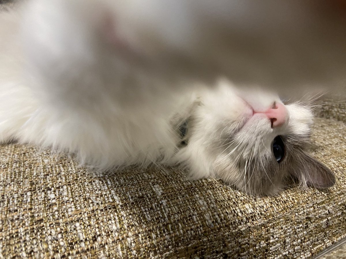 何撮ってるにゃ！！！