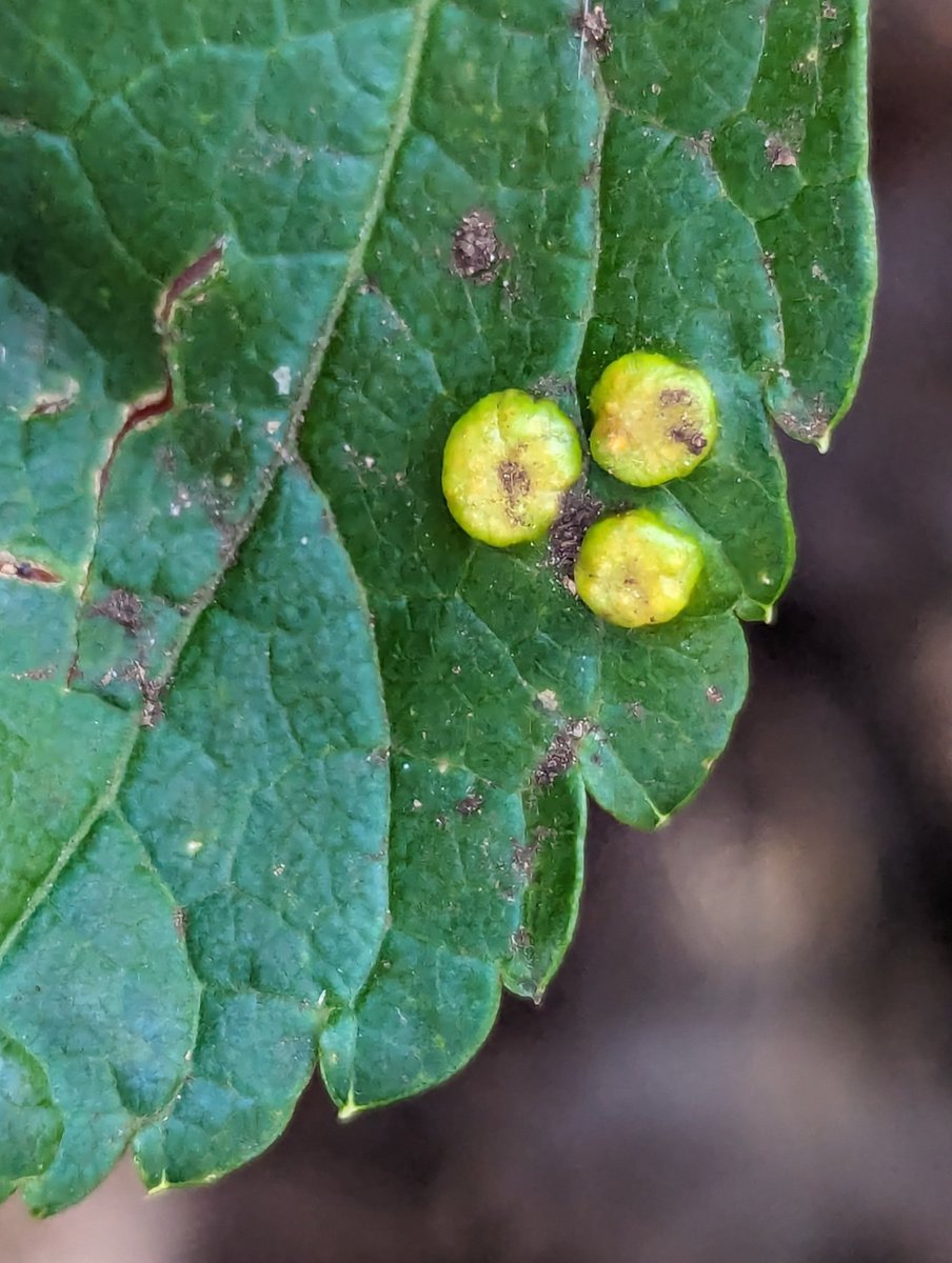 Morning folks! Kiera here. Check out this little gall I found today on a fresh new leaf of an Alexanders plant (Smyrnium olusatrum). 

I think this might be from Puccinia smyrnii, which is a fungus. The fungus hijacks the plant's cells and forces them to produce this!