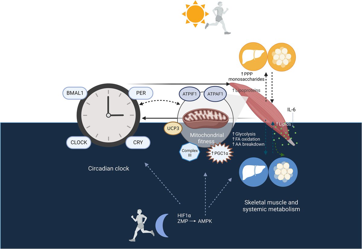 javierbutra's tweet image. Effects of exercise timing on metabolic health
onlinelibrary.wiley.com/doi/10.1111/ob…