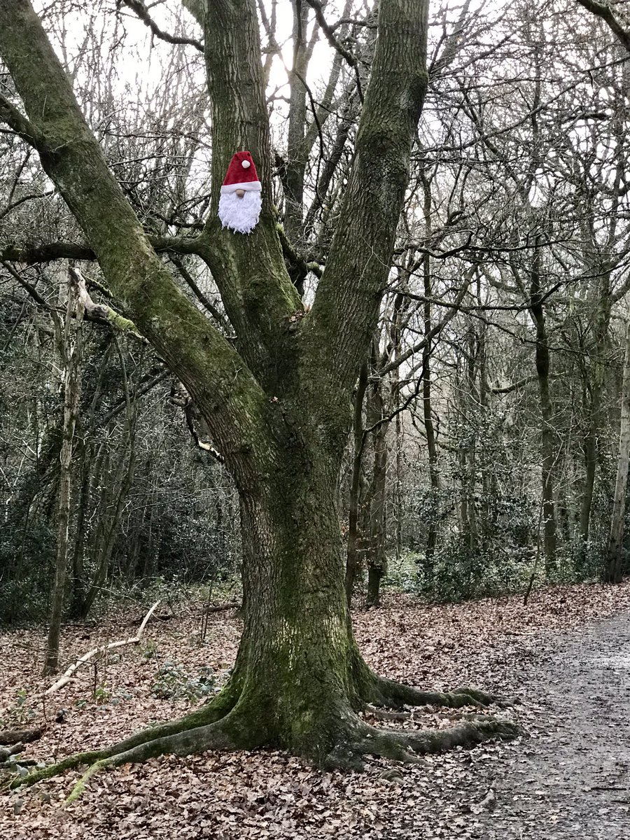 One of the joys of exploring former mining sites aka #derelictland are the bits of strange and weird you find abandoned and/or deliberately placed. Here is a festive bit of #random pinned to a tree in the scheduled early #coal mining #landscape #Saltwells Wood #Dudley 
#explore