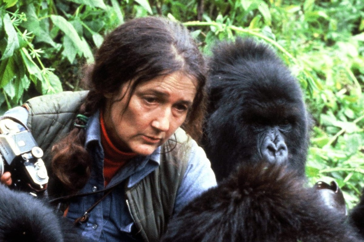CE JOUR-LÀ... 26 décembre 1985, assassinat, au Rwanda, de Dian Fossey, la célèbre primatologue connue pour ses engagements contre le braconnage des gorilles. La nouvelle de son assassinat fit le tour du monde. Le motif du meurtre n'a jamais été élucidé jusqu'à ce jour.