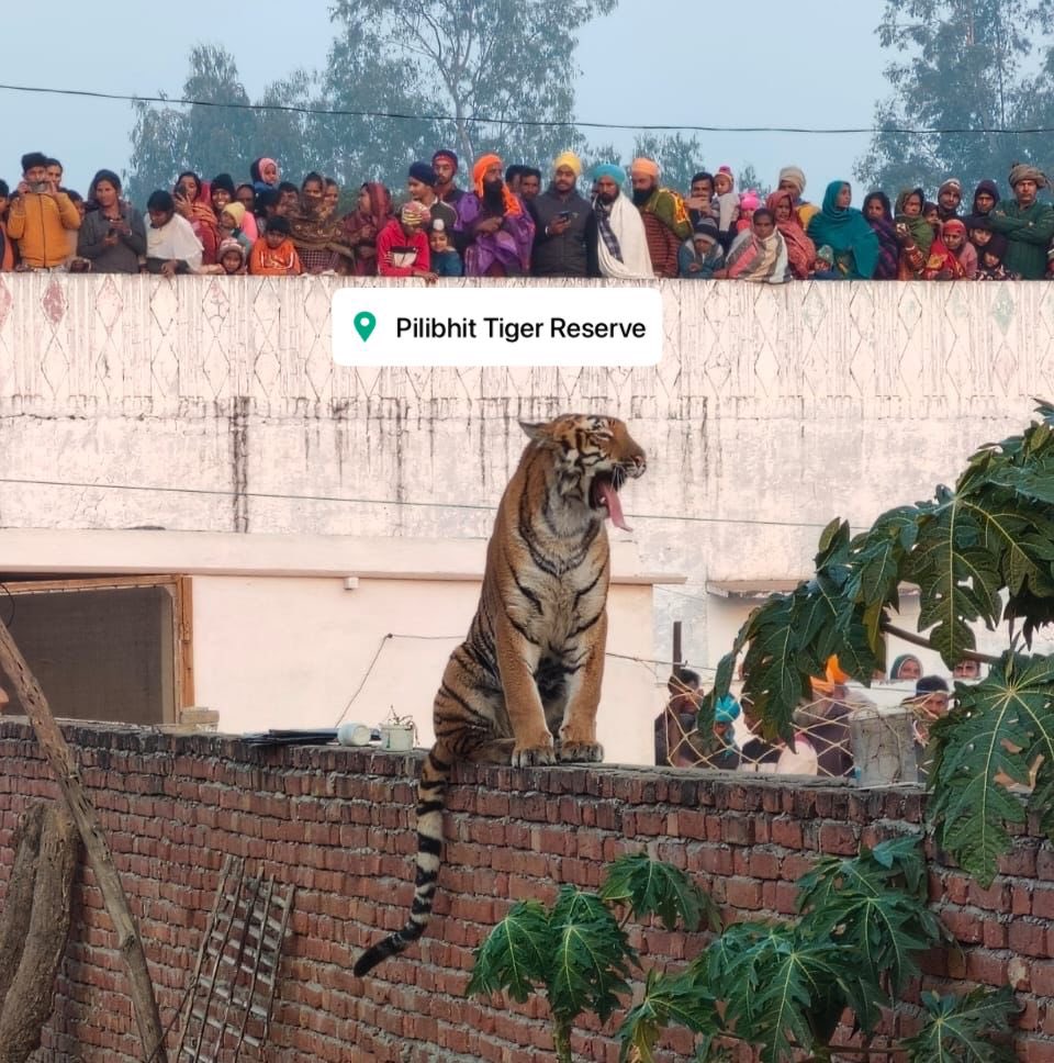 #IncredibleIndia A tiger on a village parapet & thousands of villagers thronging to see it. The Primary Response Team of @wti_org_india assisted @PilibhitR officials in crowd control& tranquillising the tiger. Our vets feel the tiger could have Canine Distemper. Being checked.