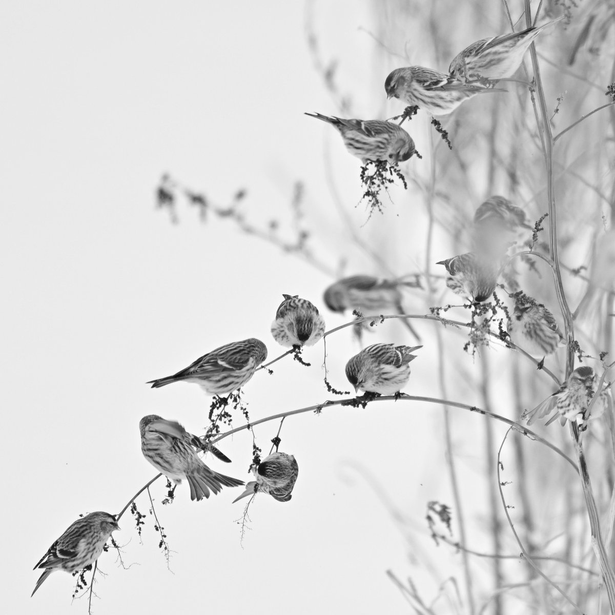 moiwayama_nepen's tweet photo. #Z9 #Nikon #ニコン #私とニコンで見た世界 #ベニヒワ #Common_redpoll #動物写真 #Z64 #Zロクヨン
NIKKOR Z 600mm f/4 TC VR S
ベニヒワです。結構夥しい数の群れで行動している場合が多く見られる感じで、種のついた草本類などに鈴なり状態になっている場合があります。 https://t.co/bH2VKo7miz