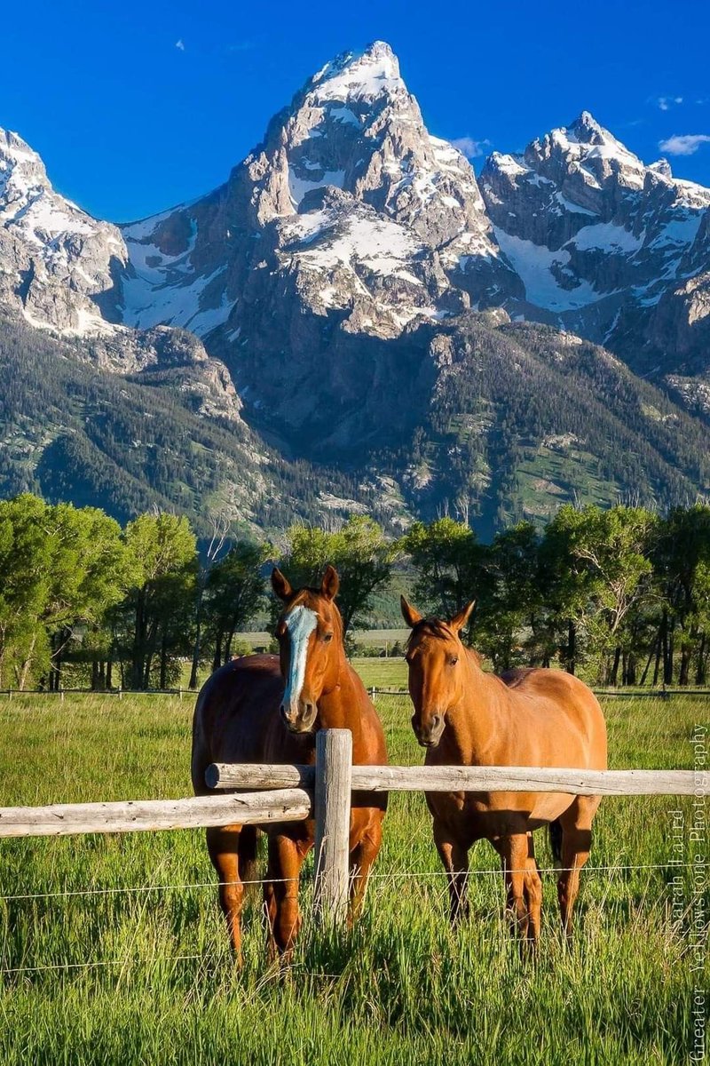 Horses🐎 (@thhorss) on Twitter photo 