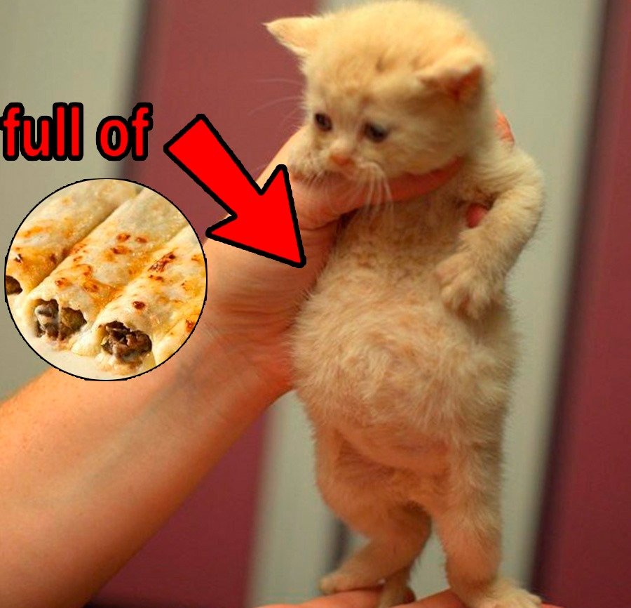 toi toi (@elpolyklin) on Twitter photo 