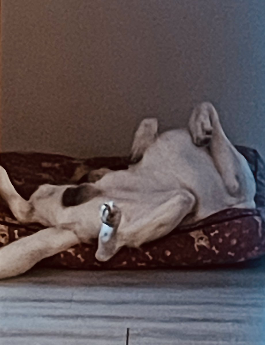 Io ed il mio #cane 🐶…
Post pranzo del #26dicembre, stessa posa 🫄