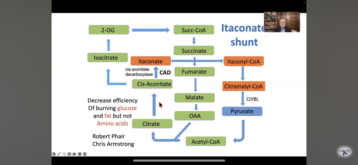A clearer diagram of the itaconate shunt from this presentation by Ron Davis: youtu.be/7inKF32vtl8?si…