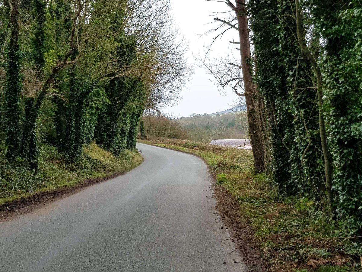 Ivy Ladybird (Nephus quadrimaculatus) found new to Ireland by B. Power this morning at Drumderry, Co. Wexford. Great to finally see this species after years of fruitless bashing  ivy. #LadybirdYearList species no. 20.