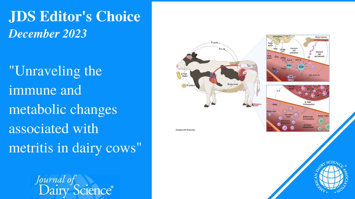 ADSA (@adsaorg) on Twitter photo Metritis is a highly prevalent disease experienced by #dairycows shortly after calving. What are the immune and metabolic changes associated with metritis? A team from <a href="/uf_ansci/">UF IFAS Animal Sciences Dept.</a> has answers in the latest #JournalofDairyScience ➡️ doi.org/10.3168/jds.20… Metritis is a highly prevalent disease experienced by #dairycows shortly after calving. What are the immune and metabolic changes associated with metritis? A team from <a href="/uf_ansci/">UF IFAS Animal Sciences Dept.</a> has answers in the latest #JournalofDairyScience ➡️ doi.org/10.3168/jds.20…