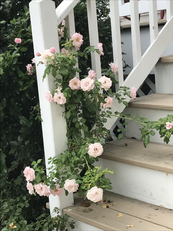 softdeIicacy's tweet image. romantic and delicate.