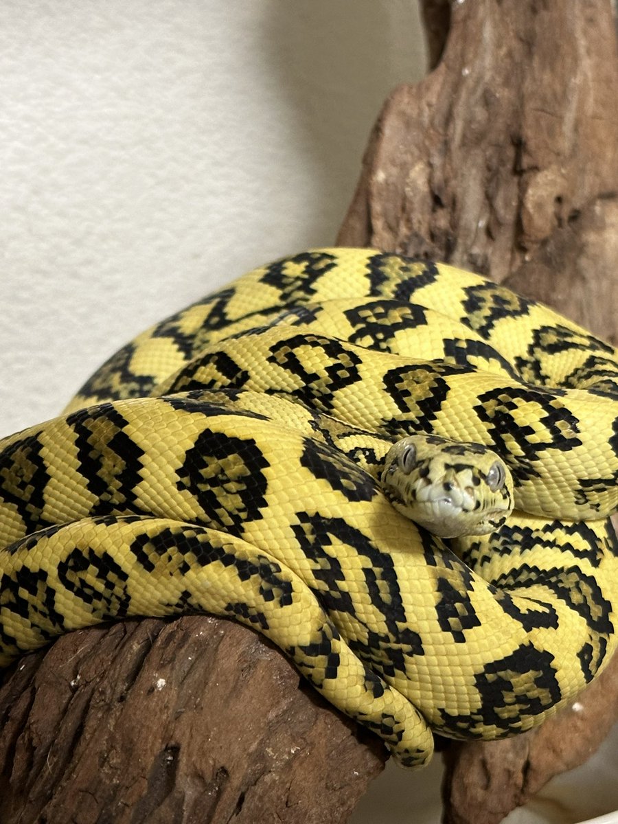 0706Katwo's tweet image. また一段と綺麗になられた
#カーペットパイソン #carpetpython