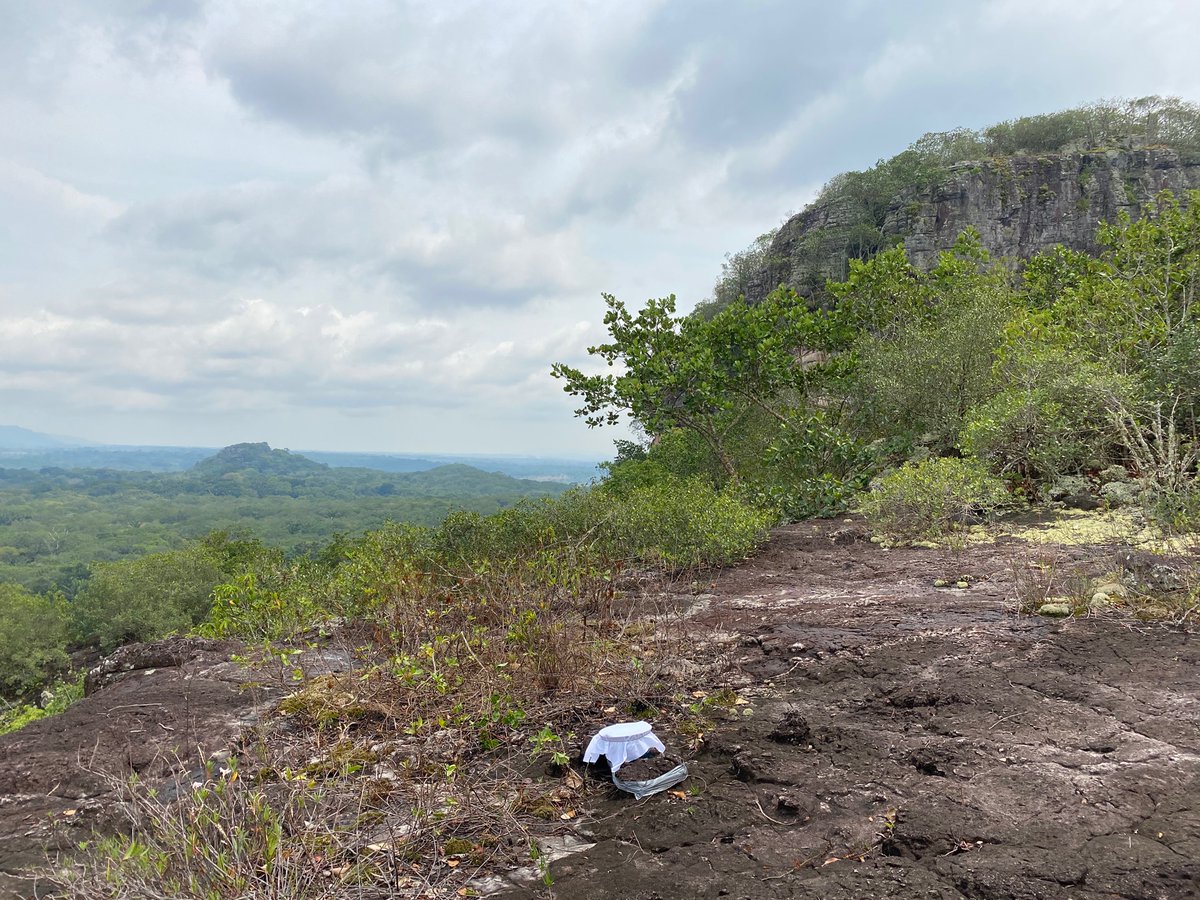 Jacob Drucker (@prosobonia) on Twitter photo Got TB of nocturnal flight call recordings piling up and need a way to analyze them? Our new paper lead by <a href="/bvdbirds/">Benjamin Van Doren</a> introduces the Nighthawk program, trained on data across the US and Colombia
Here’s one of the mics used for training in the Colombian Amazon Got TB of nocturnal flight call recordings piling up and need a way to analyze them? Our new paper lead by <a href="/bvdbirds/">Benjamin Van Doren</a> introduces the Nighthawk program, trained on data across the US and Colombia
Here’s one of the mics used for training in the Colombian Amazon