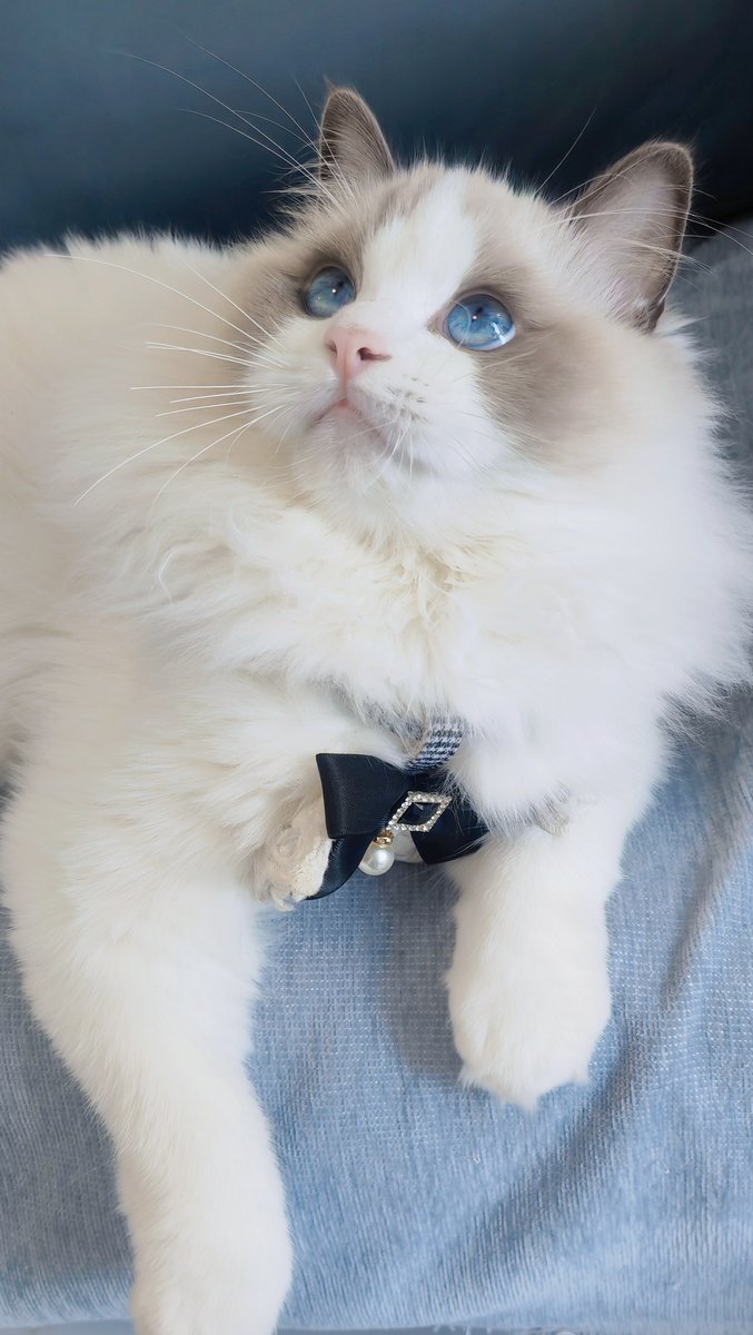 晚安，我的小猫， $cats  我准备给我家团改个名字叫发财如何？😸😸