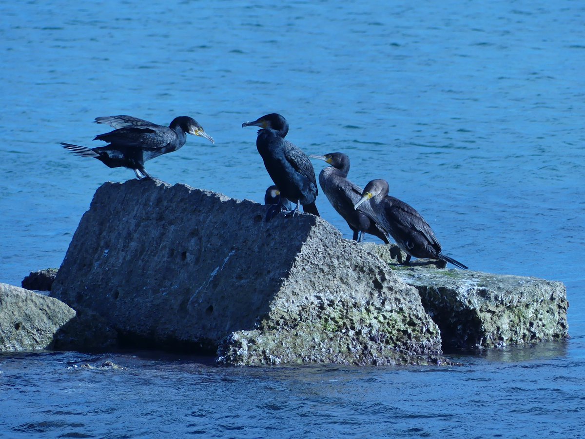 LouiseLagitana's tweet photo. #12DaysWild first day reviewing some of my recent shots. This late arrival cormorant disturbs an important meeting. 😅
Taken in Torre La Mata, Spain 2/12
Where can I snap these amazing birds in the UK and when?
@Nottswildlife @WildlifeTrusts
#birding #cameratrainee https://t.co/vbUyys5p7E