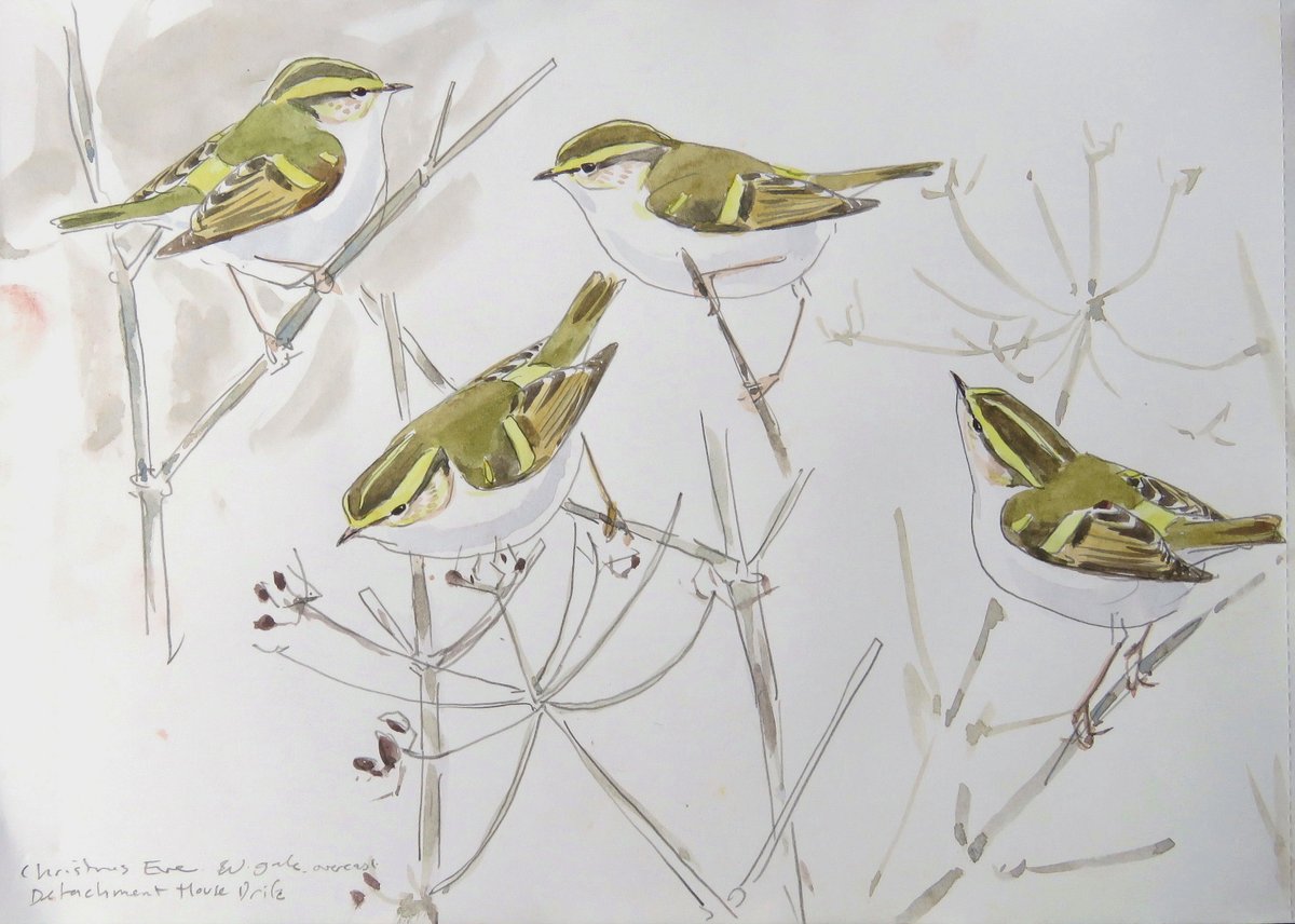 Pallas's Warbler - quick field sketches. Beautiful little bird and a real treat to see one locally over the festive period