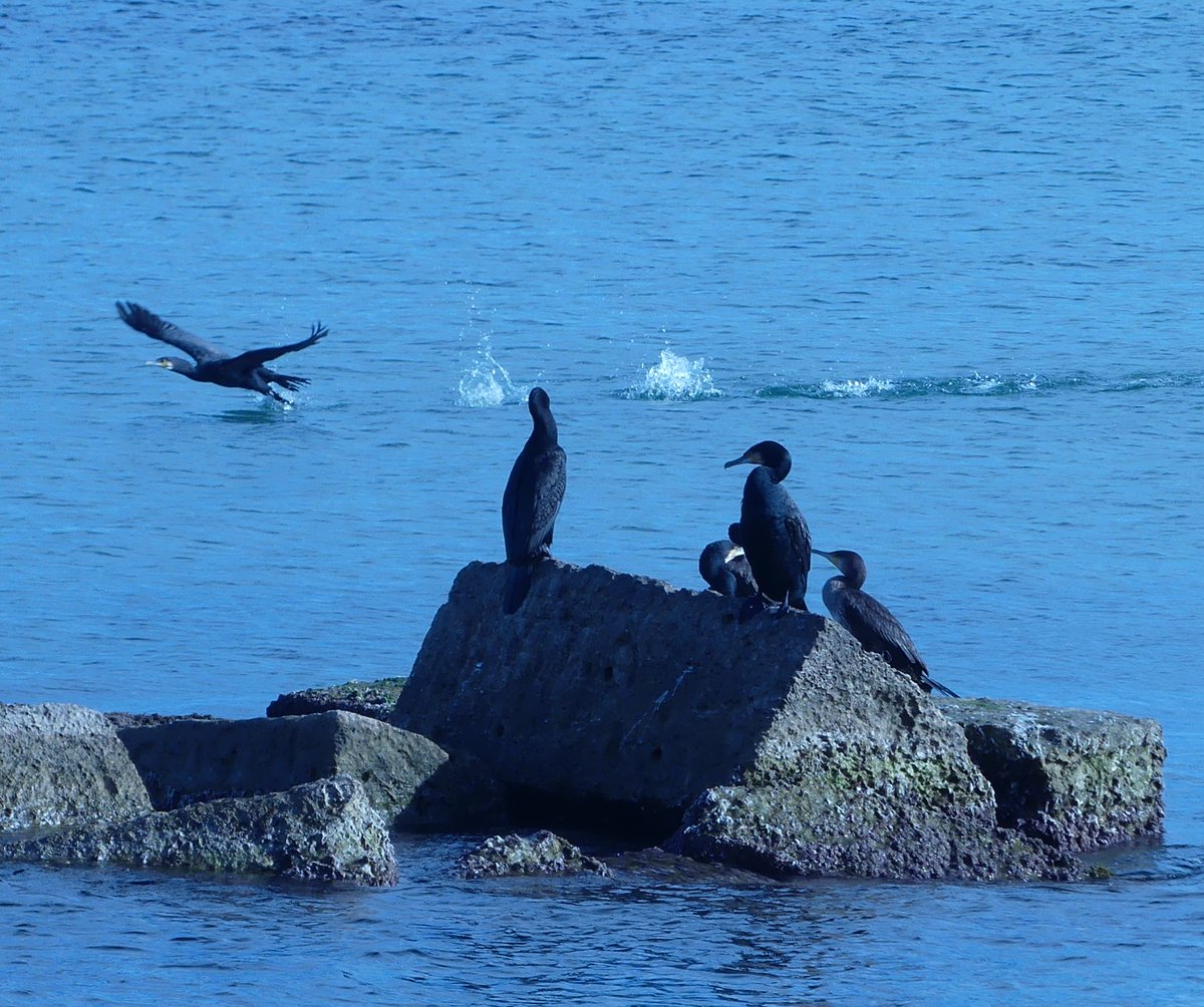 LouiseLagitana's tweet photo. #12DaysWild first day reviewing some of my recent shots. This late arrival cormorant disturbs an important meeting. 😅
Taken in Torre La Mata, Spain 2/12
Where can I snap these amazing birds in the UK and when?
@Nottswildlife @WildlifeTrusts
#birding #cameratrainee https://t.co/vbUyys5p7E