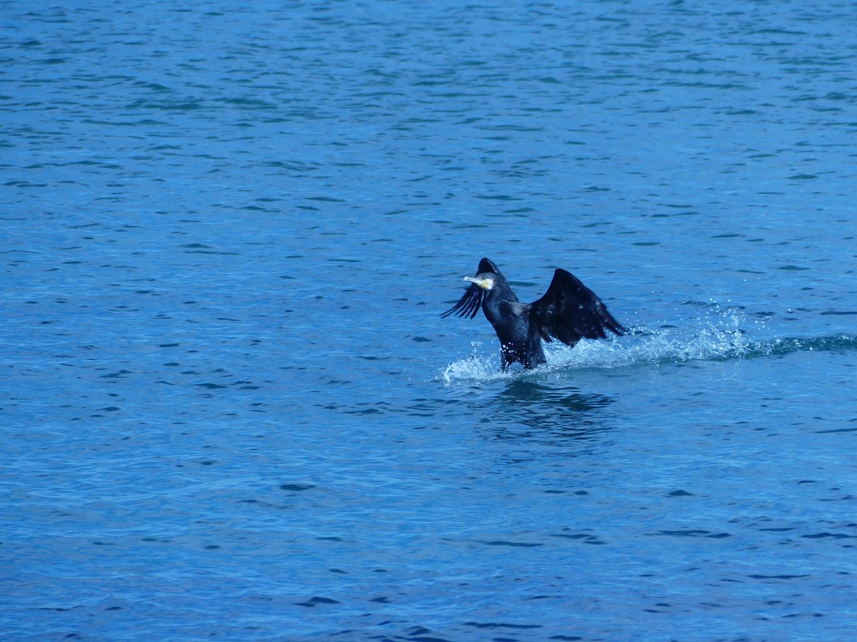 LouiseLagitana's tweet photo. #12DaysWild first day reviewing some of my recent shots. This late arrival cormorant disturbs an important meeting. 😅
Taken in Torre La Mata, Spain 2/12
Where can I snap these amazing birds in the UK and when?
@Nottswildlife @WildlifeTrusts
#birding #cameratrainee https://t.co/vbUyys5p7E