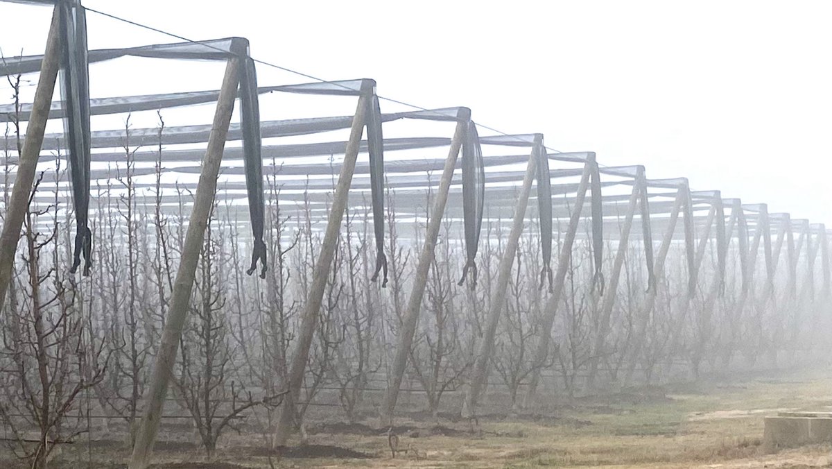 Bon dia de St Esteve! Pereres embolcallades x la boira. #ivarsdurgell #pladurgell ⁦⁩⁦<a href="/llfoix/">Lluís Foix</a>⁩ ⁦@MeteoMauri⁩ ⁦<a href="/TomasMolinaB/">Tomàs Molina</a>⁩ ⁦<a href="/Eng_Agronoms/">Enginyers Agrònoms de Catalunya</a>⁩ ⁦#eltempstv3 ⁦<a href="/meteocat/">Meteocat</a>⁩ ⁦⁦⁦<a href="/LABOIRADEPONENT/">Laboiradeponent</a>⁩ ⁦<a href="/AEMET_Cat/">AEMET_Cataluña</a>⁩ ⁦<a href="/SEGREcom/">SEGRE</a>⁩