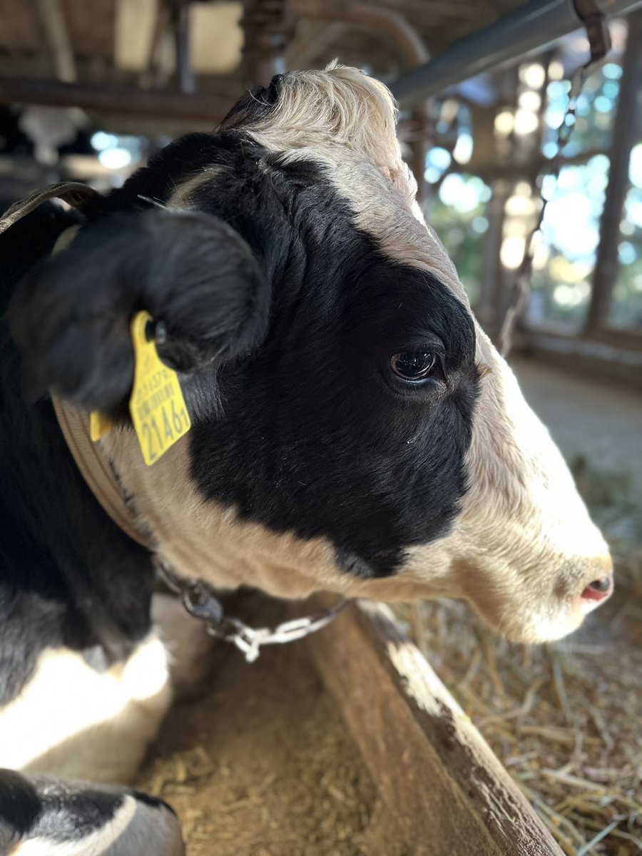 _NYUKATU's tweet image. 学校給食の牛乳は、実は国内消費量の１割をしめています。 それが冬休みの間、２週間給食が停止するという意味を考えたことがありますか。授乳中の母親が一日授乳をしないと胸が張って乳腺炎になり高熱が出ます。牛も同じです。だから必ず搾らないといけないんです。どうか牛乳を飲んでください。