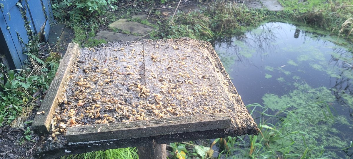 Pocolow's tweet image. A quick #BoxingDay job..Fitting a new #birdtable top to replace the rotten one..All knocked together out of some scrap timber and some leftover @CuprinolUK paint